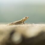 Why Do Lizards do Push Ups
