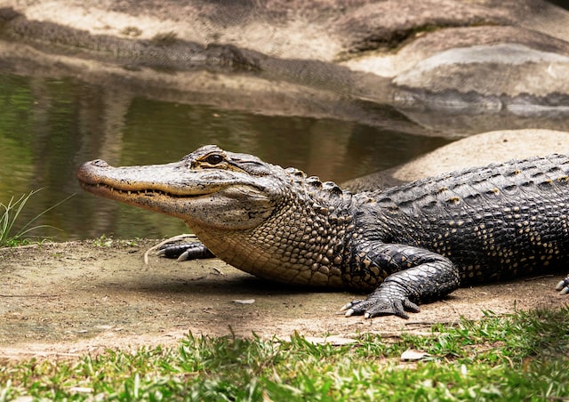 Difference Between Crocodile and Alligator and Gharial