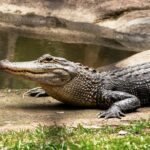 Difference Between Crocodile and Alligator and Gharial